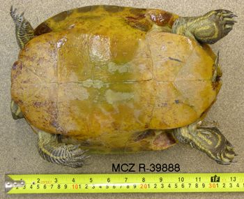 Media type: image; Herpetology R-39888